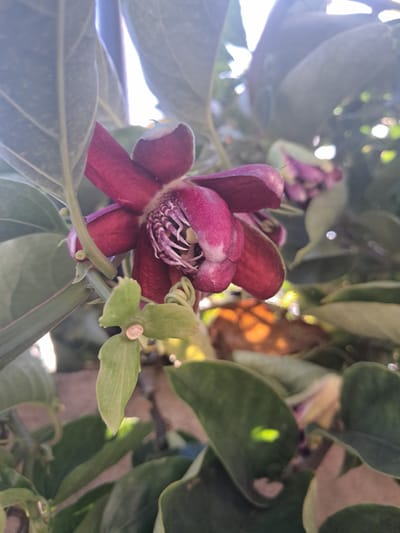 The image depicts a maroon-colored flower, likely a Passiflora, with prominent petals and a complex internal structure. It is surrounded by green foliage, including large, veined leaves and a smaller, three-lobed leaf. The background is blurred, suggesting a natural environment. The image was taken in Vicente López, Argentina.