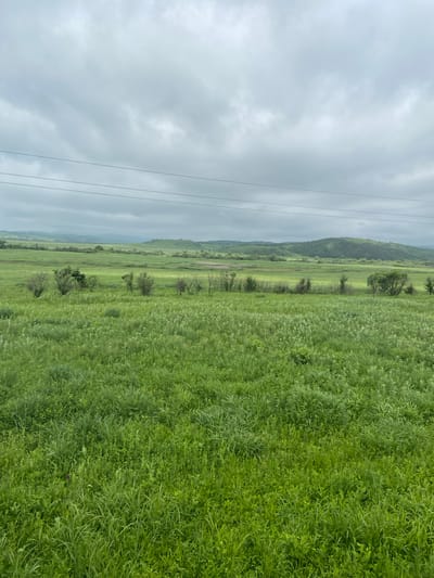 The image shows a wide, green grassy field stretching towards rolling hills under a cloudy sky. Several power lines stretch horizontally across the upper portion of the frame. Small, scattered trees dot the landscape in the middle ground. The foreground is densely covered with various types of grass and low-lying vegetation, with a single purple flower visible among the greenery. The scene appears to be an open natural landscape, possibly on the outskirts of Gvozdevo, Russia, given the power lines and the rural character of the terrain. There are no people or animals visible in the image.
