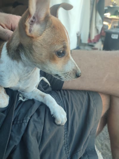 A close-up, eye-level shot captures a small, tan and white puppy resting on a person's lap. The puppy, facing right, has prominent ears, a dark eye, and a moist nose. Its front paws are visible, one resting on the person's dark shorts. The background is blurred, showing hints of outdoor elements like fabric and possibly furniture. The scene appears to be outdoors, with soft, natural lighting. The location is not discernible from the image itself, and thus cannot be specified as Santa Lucía de Tirajana, Spain.