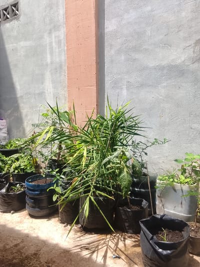 In Manyang Cut, Indonesia, a collection of potted plants are arranged against a concrete wall. The wall is a muted gray with a vertical strip of peach-colored paint. The ground is paved with a textured, light-colored material. The plants are in various containers, including black plastic bags and a repurposed blue plastic drum. Some plants are tall and leafy, with thin, grass-like leaves, while others are smaller with broader leaves. The scene is lit by bright sunlight, casting shadows on the ground. A few small objects are visible on the ground near the pots. The overall impression is of a small, informal garden.