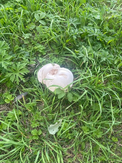 Two large, white, round mushrooms are growing in a grassy area. The mushrooms appear to be puffballs and are partially obscured by tall green grass and some leaves. The scene is outdoors, with a natural ground cover of grass and small plants. There is a dark, thin object, possibly a twig or stem, lying horizontally on the ground to the left of the mushrooms. The environment is lush and green, suggesting a natural or unmanicured setting. The location is described as Penkiniai, Lithuania.