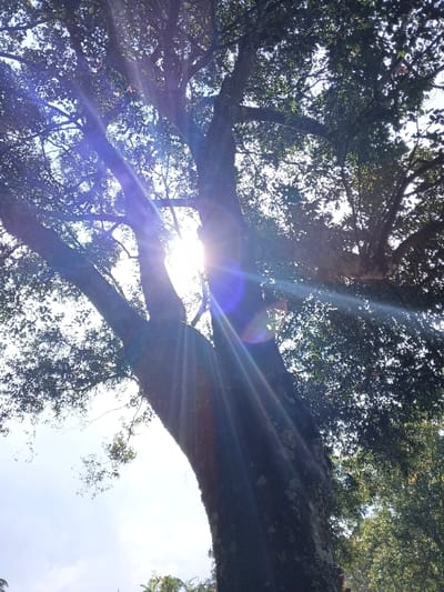 Sunlight pierces through the dense canopy of a towering tree, creating a vibrant display of light and shadow. The trunk, textured with bark and moss, stretches upwards, branching out into a network of limbs adorned with leaves. The sky peeks through the foliage, offering glimpses of a bright day. Lens flare effects accentuate the sun's rays, adding a dramatic touch to the scene.