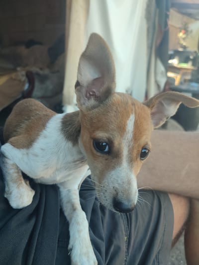 A small, tan and white dog, likely a puppy, is held by someone. The dog has large, upright ears and dark eyes. It is sitting on dark-colored fabric, possibly pants or a blanket, with its front paws resting on it. The dog's body is mostly visible, showing its tan markings and white chest. In the background, a blurred interior is visible, with what appears to be white curtains or fabric, and some wooden structures. The lighting suggests it might be daytime, with natural light entering the space. The dog's expression is alert and curious, with its head tilted slightly. There is no visible text in the image. The location context is Santa Lucía de Tirajana, Spain, though no specific cues for this location are evident in the image itself.