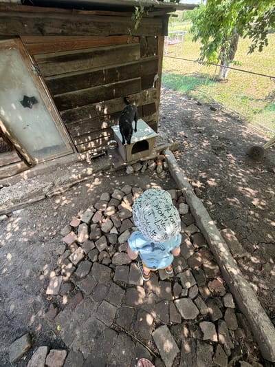 In Ust'-Dzhigutinka, Russia, a young child wearing a blue shirt, shorts, and a hat with a graphic print stands on a path made of bricks. The child faces away from the camera, toward a weathered wooden structure. A black dog stands on top of a small, light-colored dog house. The area is dusty and features a chain-link fence in the background. Sunlight filters through tree leaves, casting shadows on the ground. A wheelbarrow with a single wheel is visible to the right.