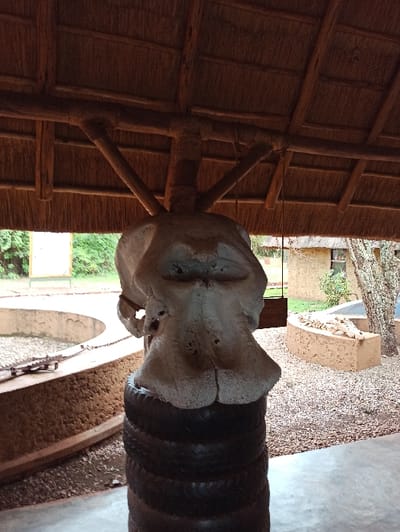 The image displays a large, light-colored animal skull, most likely from a hippopotamus, prominently featured as an exhibit. The skull, showing distinct bone texture and natural contours, is mounted on a dark, cylindrical pedestal that appears to be constructed from a ribbed or coiled material, possibly woven wood or natural fibers.

In the background to the left, a traditional structure with a thatched roof is visible, supported by a framework of rustic wooden beams and poles, suggesting an open-air or semi-enclosed shelter. Beyond the main display to the right, an outdoor environment with lush green foliage and trees is evident, along with a textured ground surface that appears to be gravel or dirt. A light-colored stone or concrete structure, possibly a pathway or decorative element, is also visible in this area.

The scene is illuminated by natural light, indicating it is daytime. There are no people present, and no activities are taking place beyond the static display of the skull. No text is visible in the image. The combination of the thatched architecture and the animal skull suggests a cultural exhibit, museum display, or lodge setting in an African context, such as Mwiri, Rwanda.