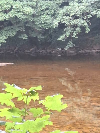 This image depicts a natural scene, likely in Richmond, United Kingdom. On the left, a dense cluster of green foliage, possibly a tree or bush, dominates the foreground. The leaves are small and abundant, creating a lush texture. To the right of the foliage, a rocky embankment is visible, leading into a body of water. The water is a warm, earthy brown color, suggesting it might be a river or a pond reflecting the surrounding environment. Subtle ripples on the water's surface indicate gentle movement. In the mid-ground, a thin, vertical object, possibly a fallen branch or a piece of driftwood, protrudes from the water. Further to the right, a branch with bright green leaves extends into the frame, its vibrant color contrasting with the muted tones of the water and embankment. The lighting suggests it could be daytime, perhaps late afternoon given the warm light on the water. The overall atmosphere is tranquil and serene, characteristic of a park or natural landscape. There is no visible text in the image.