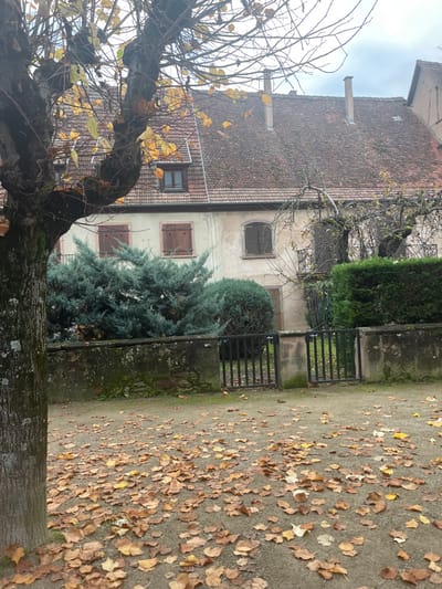 The image depicts an autumnal residential scene in Obernai, France, under an overcast sky. The foreground consists of a ground surface largely covered by scattered brown and yellow fallen leaves. To the left, the textured trunk of a deciduous tree with mostly bare, gnarled branches and a few remaining yellow leaves occupies the left side of the frame. In the midground, a low, weathered stone wall, exhibiting patches of moss, runs horizontally across the scene. A black, two-leaf metal gate, slightly ajar, is set into the center of this wall. Behind the wall, a variety of dense green and bluish-green evergreen shrubs are visible. The background features a two-story building with a light-colored, possibly stuccoed, facade. The lower level of the building has three windows: two on the left with closed, reddish-brown wooden shutters (one featuring heart-shaped cutouts), and one on the right with closed, dark-colored shutters. Above, a reddish-brown tiled gabled roof supports two visible dormer windows and two tall chimneys. Sparse, bare tree branches are discernible against the right side of the building's facade and roofline.