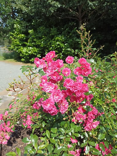 The image shows a close-up of a cluster of bright pink roses in full bloom, with many smaller buds visible on the stems. The roses are densely packed, with multiple layers of petals. Lush green leaves surround the flowers. In the background, out of focus, are more green foliage, suggesting a garden or natural setting. A gravel path can be seen to the left of the rose bush. The lighting suggests it is a sunny day. The specific location in Dungloe, Ireland, is not identifiable from the visual information alone. There are no people or animals present in the image.