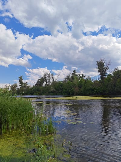 This is a landscape photograph taken on a sunny day in Krutinskiy, Russia. The image features a calm river with lush green vegetation along its banks. The water is dark and reflects the blue sky dotted with white, fluffy clouds. The riverbank on the left is covered in tall, green reeds and some green algae. The opposite bank is densely populated with trees, some of which appear dry and bare, while others are full of green leaves. The sky takes up the upper portion of the image, with a clear blue expanse interspersed with dramatic cloud formations. There are no people or animals visible in the scene. The overall impression is one of natural tranquility and a vibrant ecosystem.