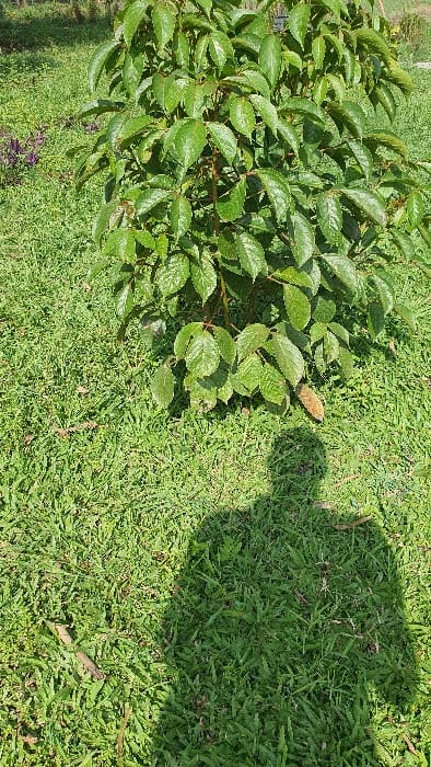 This image, taken in Kobura ward, Kenya, depicts an outdoor scene featuring a small, verdant tree or bush centered in the upper half of the frame. The tree possesses numerous ovate, green leaves with visible venation, suggesting healthy foliage. The ground beneath and surrounding the tree is covered in short, manicured green grass. A distinct, dark human-shaped shadow is cast onto the grass in the lower right portion of the image, indicating the presence of an unseen individual positioned to the right and slightly in front of the tree, with a light source, likely the sun, behind them. The shadow originates from the bottom edge of the frame and extends upwards towards the tree's base. The overall environment suggests a well-maintained outdoor area, possibly a park or garden, under clear, sunny conditions.