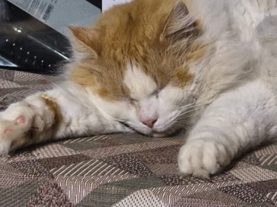 An orange and white cat is sleeping peacefully on a textured surface. The cat's head is turned to the right, with its eyes closed and its nose twitching slightly. Its fur is fluffy and soft, with patches of orange and white. The cat's paws are extended in front of it, and one paw is resting on the surface. The surface appears to be a patterned blanket or upholstery, with a geometric design in shades of brown, green, and white. The lighting in the image is dim, casting a warm glow on the cat's fur. The background is out of focus, but it appears to be an indoor setting, possibly a living room or bedroom. There are no people visible in the image. The scene is peaceful and serene, conveying a sense of comfort and relaxation. This image does not provide any information about the city of Sooblase, Estonia.