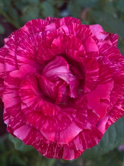 A close-up, overhead shot captures a vibrant, multi-layered rose in full bloom. The petals are a rich fuchsia with striking, irregular stripes of lighter pink and white. The rose is situated outdoors, with a blurred background of green foliage, suggesting a garden or natural setting. There is no discernible evidence of Zniatsovo, Ukraine, or any human activity in the image.