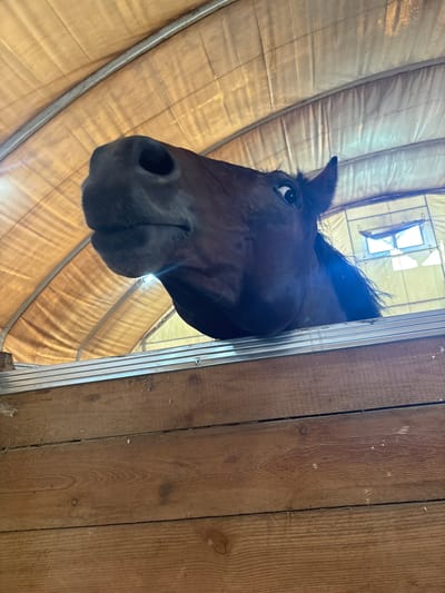 A dark brown horse's head is visible from its nostrils to its eye, looking directly into the camera. The horse is positioned above a wooden barrier, which is made of horizontal planks of wood. The horse's head is angled upwards, and its eye is wide open, giving it a surprised or curious expression. The background consists of a curved, beige-colored canvas-like material, likely the roof of a stable or barn. The overall lighting suggests it is daytime, with light filtering in from an unseen source. The image appears to be taken inside a stable in Pavlovsk, Russia, as evidenced by the specific architectural style and materials commonly found in such structures within the city.