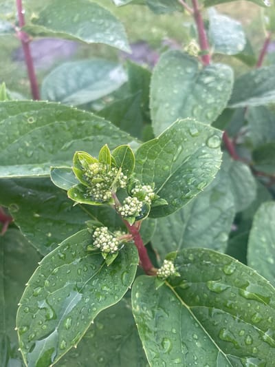 The image shows a close-up of green leaves and flower buds on a plant. The leaves are covered in water droplets, suggesting it has recently rained. The flower buds are small and clustered, appearing to be in an early stage of development. The plant has red stems. The background is blurred, showing more greenery. The location of Aropakkuzi, Russia, is not depicted in the image. There are no people or actions visible in the scene.