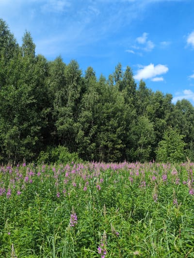 This is a landscape photograph taken on a sunny day in Великово, Russia. The foreground is dominated by a dense field of tall green plants with numerous bright pinkish-purple flowers, likely fireweed (Epilobium angustifolium). The plants are lush and healthy, creating a vibrant tapestry of color and texture. In the background, a thick line of dense green trees forms a forest edge, with the varied foliage of deciduous trees like birch and possibly some evergreens. Above the trees, a clear blue sky stretches across the frame, dotted with a few wispy white clouds. The scene depicts a natural, uncultivated environment, possibly a meadow bordering a forest. There are no people or man-made structures visible in the image.