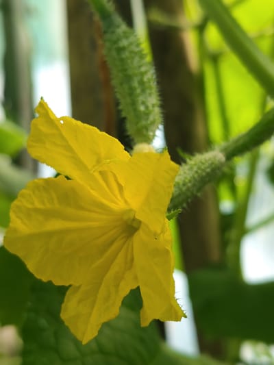 In an outdoor, possibly garden setting, a close-up shot focuses on a bright yellow cucumber flower. The flower's petals are delicate and slightly ruffled, with a textured surface. Behind the flower, a small, developing cucumber is visible, covered in fine, prickly hairs. The surrounding environment is dominated by lush green foliage and stems, blurred in the background, suggesting a growing plant. The lighting appears natural, casting soft shadows and highlighting the vibrant colors of the flower and developing fruit. There are no people or signs of human activity in the frame. The image does not contain any specific landmarks or details that would allow for pinpointing its location within Венюково, Russia.