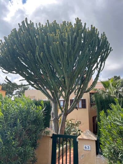 This image depicts a residential outdoor scene in Sant Llorenç des Cardassar, Spain, under a partially cloudy sky. A large, multi-stemmed *Euphorbia* succulent tree dominates the center, characterized by numerous tall, segmented, dark green columnar branches with yellowish tips, likely new growth or small flowers. Its thick, lighter-colored trunk and main stems are visible at the base.
Behind the *Euphorbia*, a two-story building with light orange stucco walls is partially visible. It features several rectangular windows with closed dark brown louvered shutters; one window on the first floor has its shutters partially open. A dark, arched entryway is present on the right side of the building. The property is surrounded by dense green vegetation, including broadleaf shrubs in the foreground, coniferous hedging, and a fan palm tree on the right. Smaller cacti are also visible at ground level near the main plant.
In the lower foreground, a dark green metal gate with vertical bars is situated between two light orange masonry pillars with weathered, flat caps. The right pillar displays a white tiled house number plaque with the numerals "63" in dark blue. No individuals or specific actions are depicted.