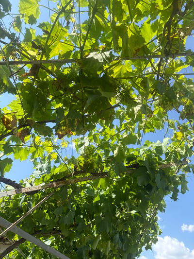 This is a low-angle shot of grapevines growing on a trellis under a clear blue sky. The grape leaves are vibrant green, with some showing signs of yellowing or browning, suggesting a late summer or early autumn season. The trellis appears to be constructed from metal poles and wires, supporting the weight of the vines and their fruit. Small clusters of developing grapes are visible among the foliage. The overall scene suggests an outdoor agricultural setting, likely a vineyard or a garden with grape cultivation. The location is identified as Slanchevo, Bulgaria, which is known for its agricultural activities, particularly viticulture. There are no people or animals present in the image. The sunlight casts shadows through the leaves, creating a dappled effect on the structure and the ground below, which is not visible in this frame.
