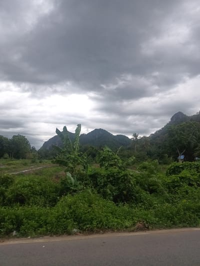 A wide shot depicts a landscape in Pak Phraek, Thailand under an overcast sky. The foreground features a grey asphalt road. Dense, green vegetation lines the roadside and extends into the midground. In the center, a banana plant stands out amidst the greenery. The background is dominated by a range of hills, partially obscured by trees. The sky is filled with heavy, grey clouds.