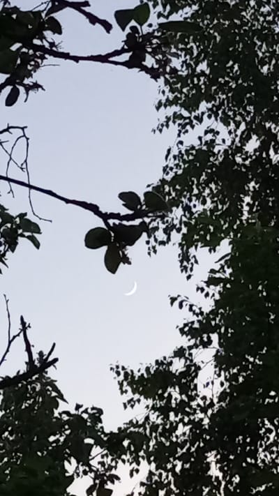 A low-angle shot depicts a thin crescent moon visible through a gap in the trees, possibly taken in Юдино, Russia. The trees frame the sky, with branches and leaves obscuring parts of the view. The sky is light, suggesting dusk or dawn. There are no people visible.