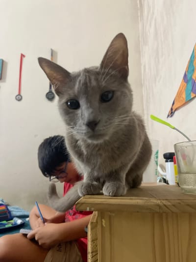 The scene is an indoor setting in Bernal Este, Argentina. A short-haired grey cat with dark eyes is the primary subject, positioned centrally in the foreground, seated on a light wooden surface, likely a nightstand or small table. The cat faces directly forward, with its front paws at the edge of the surface. Behind the cat, slightly to the left, a young male individual with short dark hair and eyeglasses is seated on a lower surface, possibly a bed. He wears a red short-sleeved shirt and light-colored shorts, and is actively writing in a small, white spiral-bound notebook with a blue writing utensil. The cat's tail is visible curving behind it, near the individual. To the right of the cat, on the wooden surface, are a clear glass containing liquid, a white plastic cup, and several other smaller containers. A flexible object with a bright green tip extends upwards from behind these items. The background wall is a plain light color, adorned on the left with two medals suspended by red and black ribbons, and on the right with a multi-colored, patterned fabric object, possibly a kite.