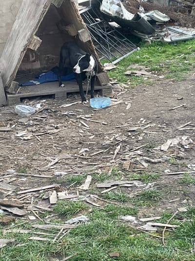 The scene is an outdoor, unkempt area in Topchii, Bulgaria, under an overcast sky. A black and white dog, consistent with a Pit Bull type, stands partially inside a crudely constructed wooden dog house. The dog has a black body with a white chest, muzzle, and a stripe extending from its nose up its forehead. A metal chain collar is visible around its neck, with the chain extending downwards. The dog's front paws are positioned on a wooden pallet that serves as the base for the dog house. Inside the dog house, a crumpled blue fabric item is present. To the left of the dog house, a clear, partially crushed plastic bottle lies on the ground. To the immediate right of the dog's front paws, a blue plastic bottle, appearing full of liquid, is situated. The ground is a mixture of dirt and sparse green grass, heavily littered with numerous small, flat wooden fragments, pieces of plastic, and other debris. In the background, to the right of the dog house, a large pile of discarded materials is visible, including bent metal grating, corrugated sheets, and various other unidentifiable scrap items. No people are visible in the image.