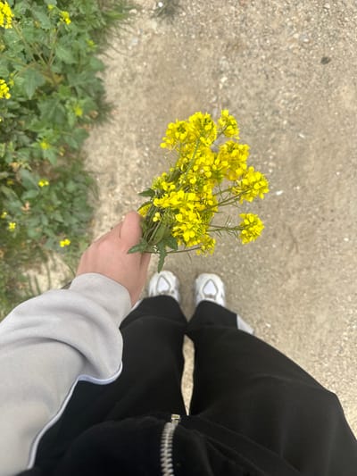 A top-down photographic perspective captures an individual standing on an unpaved, light brown dirt or gravel path in Kemalpaşa, Turkey. The subject's lower torso and legs are visible, clothed in a light grey long-sleeved top or sweatshirt, black athletic pants, and white athletic shoes with grey accents. The individual's left hand is positioned centrally, holding a small bunch of approximately a dozen bright yellow flowers, characterized by small clustered blossoms and green stems with visible leaves. Adjacent to the path on the left, an area of green vegetation containing similar yellow flowers is present, indicating an uncultivated outdoor environment.