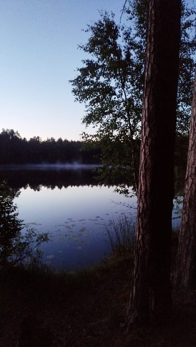 The image depicts a serene natural landscape at what appears to be dawn or dusk. The foreground is dominated by the dark, textured trunks of two large pine trees, partially obscuring the view to the left. Beyond the trees, a calm lake stretches out, its surface reflecting the soft light of the sky and the dark silhouette of a dense forest lining the opposite bank. Wisps of mist hover low over the water's surface, adding a touch of mystery to the scene. Scattered lily pads are visible on the water. The sky is a pale, gradient blue, transitioning to a lighter hue near the horizon. The overall impression is one of tranquility and solitude. The time of day is suggested by the soft, diffused light and the low-lying mist. The presence of pine trees and the dense forest implies a woodland or lakeside setting, consistent with a location like Orekhovo, Russia. There is no visible text in the image.
