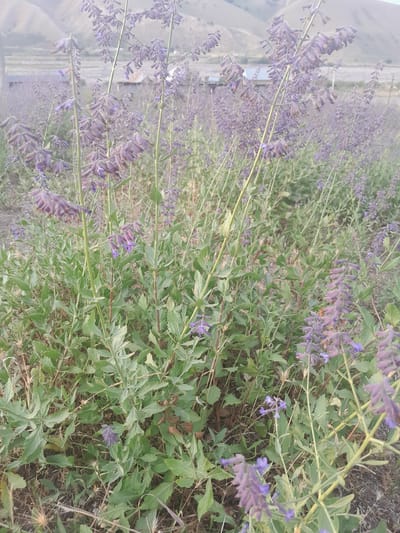 The image depicts a field of flowering plants, likely in an outdoor setting. The plants are characterized by their numerous small, purple flower spikes and green, serrated leaves. In the background, a hazy landscape suggests a rural or semi-rural environment with distant hills and structures that could be buildings or agricultural elements. The overall impression is one of a natural or cultivated landscape, with an emphasis on the flowering plants. The scene is captured in a vertical orientation, with the foreground filled with the dense foliage and blooms.