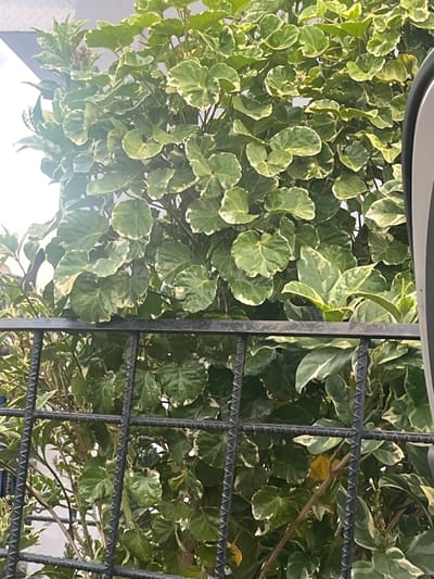 The image depicts a dense, leafy plant with variegated green and white leaves, possibly a variety of Aralia. The plant is partially obscured by a black metal fence made of rebar. Sunlight filters through the leaves, creating a bright, somewhat hazy effect. The scene appears to be outdoors, with a hint of a building or structure in the upper left corner. The lower portion of the image is dominated by the dark, textured metal bars of the fence. The overall impression is one of lush vegetation set against an urban backdrop.