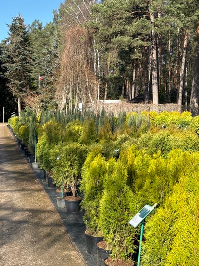 The image shows a row of potted evergreen trees, likely Thuja or similar conifers, lined up along a paved area. The trees are primarily green, some with a yellowish hue. Each appears to be in a black plastic pot, arranged on a black fabric ground cover. In the background, a forest of tall, slender trees can be seen, some bare of leaves while others are evergreen. The trees and greenery suggest an outdoor setting, possibly a plant nursery or garden center. The photograph is taken in daylight. The presence of trees in the background suggests this might be in the city of Stapriņi, Latvia.