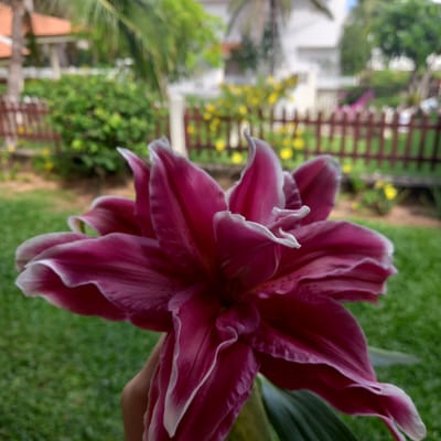 A close-up shot captures a vibrant, double-petaled magenta lily with white edges, held in a hand against a blurred background of a residential area. The lily is the central subject, filling most of the frame, with its intricate petal structure and rich color. The background includes a wooden fence, lush green grass, and hints of buildings and trees, suggesting an outdoor setting in a suburban or garden environment. The lighting appears natural, indicating an outdoor scene during daylight hours. The location is identified as Phú Thủy, Vietnam.