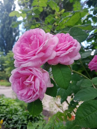 A close-up, eye-level outdoor shot shows a cluster of three pink roses in bloom. The roses are the primary focus, with their intricate petals unfurling. Green leaves and stems are visible, some in focus and some blurred, forming a natural backdrop. In the background, the environment appears to be a garden or park, with out-of-focus trees and greenery suggesting a lush, natural setting. A light-colored path or ground is partially visible at the lower left. The lighting suggests it is daytime, with soft, natural light illuminating the flowers. The scene is set in Vlasivka, Ukraine. There are no people or animals visible in the image.