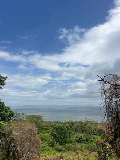 This is a landscape photograph taken from a high vantage point overlooking a large body of water and lush green vegetation. The image is oriented vertically, with the sky occupying the left two-thirds and the land and water occupying the right third.
The sky is a mix of deep blue and white clouds. Some clouds are wispy and stretched out, while others are more dense and fluffy, suggesting a partly cloudy day. The sun is not directly visible, but the bright illumination indicates it is daytime, likely late morning or early afternoon.
The right side of the image features a dense forest that slopes down towards the water. The trees are predominantly a vibrant green, with some patches of drier, brown foliage visible, possibly indicating seasonal changes or areas of less dense growth. Bare branches from a dead tree frame the top of the image on the right side, adding a touch of starkness to the otherwise verdant scene.
Beyond the trees, a vast expanse of water stretches to the horizon. The water appears calm and somewhat muted in color, possibly due to distance or atmospheric conditions. The horizon line is slightly hazy, suggesting a humid atmosphere or a distant landscape. Faint, layered shapes of land or hills can be seen on the far horizon.
There are no people or man-made objects clearly visible in the frame, giving the scene a natural and somewhat wild feel. The overall impression is one of tranquility and the beauty of an untamed natural environment. The location context of Altagracia, Nicaragua, suggests this could be a view of Lake Nicaragua or a similar large body of water characteristic of the region. The weather appears pleasant, with a mix of sun and clouds.