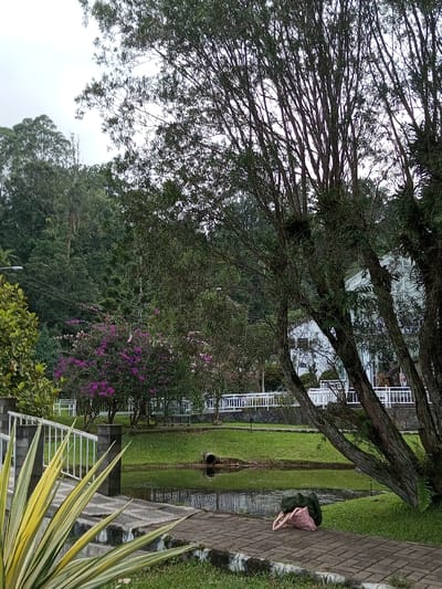 This image depicts a landscaped outdoor area in Ambositra, Madagascar, under an overcast sky.

In the immediate foreground on the lower left, a variegated plant with long, pointed, yellow and green leaves is visible. To its right, grey stone steps with a white metal railing ascend slightly to the left. A paved walkway, composed of interlocking rectangular pavers, extends horizontally across the lower right of the frame. Resting unattended on this walkway are two bags: one dark green, duffel-style bag, and one lighter pink/beige tote bag.

The midground features a dark, still body of water, identifiable as a pond, with a concrete pipe or culvert extending from the grassy bank into the water. Beyond the pond, a manicured lawn is present, bordered by a low white railing with vertical balusters. Several deciduous trees with purple blossoms are situated behind this railing. To the right, a cluster of tall, slender trees with multiple trunks and sparse green foliage partially obstructs the view of a structure.

The background reveals a multi-story white building featuring numerous windows and white railings on its balconies, suggesting a hotel or large residence. Behind the building and extending across the upper left portion of the image are dense green forested hills or mountains under a uniformly grey, cloudy sky. A street light or utility pole is partially visible on the far left edge of the image. No people or animals are present in the scene.