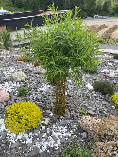 The image shows a landscaped outdoor area with a focus on decorative rock garden elements and a central braided tree. The ground is covered in a mix of dark grey and white pebbles, with larger rocks of various sizes and colors interspersed throughout. A vibrant yellow, bushy plant is prominently featured in the lower left quadrant, contrasting with the surrounding grey and white stones. To the right, a plant with pink flowers and succulent-like leaves adds another layer of color and texture.
The central subject is a small tree with a braided trunk, appearing to be a willow, with abundant green foliage. The trunk's braided pattern is a distinct decorative feature. Behind the garden, a modern building with a dark grey facade and a red-tiled roof is visible. Further in the background, a construction site is evident, with piles of dirt, stacked construction materials, and what appears to be landscaping work in progress. The scene is set against a backdrop of lush green trees on a hillside, suggesting a rural or semi-rural environment. While the image is identified as being in Nyzhnii Studenyi, Ukraine, there are no people or animals visible in the frame, nor any specific actions or interactions taking place. The image is a static snapshot of a garden and its surroundings.
