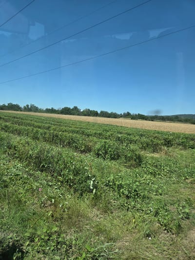 The image depicts a rural landscape under a clear blue sky. In the foreground, rows of green crops, possibly vegetables or legumes, stretch across a field. Behind these, a strip of dry, golden field, likely a cereal crop ready for harvest, is visible. A line of trees forms a natural border further in the distance, with hills and a plume of dark smoke on the horizon. Power lines are strung across the upper portion of the sky, reflecting slightly on what appears to be a windowpane. The scene is devoid of any people or structures within the frame, suggesting a natural or agricultural setting. The overall impression is one of open space and agricultural activity.