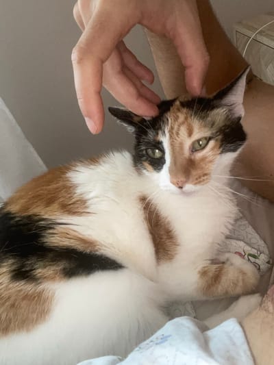 A calico cat is being petted by a person's hand on its head. The cat has patches of white, black, and orange fur. Its eyes are green and it is looking towards the camera. The cat is lying down on a bed with patterned sheets. The background is out of focus and appears to be a room. There is no information in the image to suggest the location is Sagunto/Sagunt, Spain.