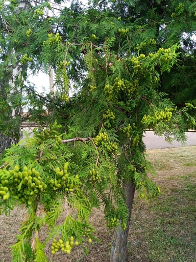 The image shows a close-up of a thuya tree with numerous small, light green cones clustered along its branches. The tree's foliage is dense and feathery, with a mix of lighter and darker green shades. In the background, the trunk of another tree, possibly a birch with its characteristic white and dark bark, is visible on the left. Further in the background, a paved road and a patch of dry, grassy ground can be seen. The scene appears to be outdoors, possibly in a park or along a street in Romodan, Ukraine, given the context provided. No people are present in the image.