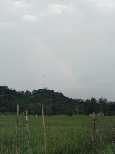 An expansive landscape photograph captures a verdant rice paddy under an overcast sky in Bangsri, Indonesia. The sky is a uniform light grey, dominated by diffuse light, with faint white clouds visible in the upper left. A subtle, ethereal rainbow arc stretches across the sky, starting from the upper right quadrant and fading towards the center, suggesting recent rain or atmospheric moisture.
In the midground, a densely forested hill or low mountain range dominates the horizon, covered in various shades of green foliage. A tall, slender communication tower, likely a cellular tower, stands prominently atop the hill, slightly to the left of the image's center, breaking the natural skyline.
The foreground and midground are filled with lush, green rice plants, stretching across the frame and receding into the distance, indicating a vast agricultural area. Scattered among the green, particularly on the left side of the midground, are a few trees with distinct reddish-brown foliage, contrasting with the dominant green. In the far right background, a glimpse of a reddish-brown roof, possibly belonging to a rural dwelling or shed, is visible amidst the trees.
Closer to the viewer, in the left foreground, three weathered wooden poles stand upright, with some green vines climbing around one of them. On the right foreground, a rustic, makeshift fence or support structure made of thin wooden stakes and branches adds to the rural character. The overall lighting is soft and even, consistent with an overcast day, hinting at either early morning or late afternoon. No people, animals, or discernible text are visible in the tranquil scene.