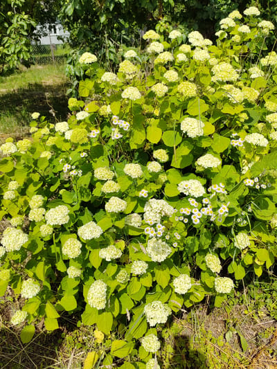 A dense, full bush of white and light green hydrangeas with some smaller white daisy-like flowers is centrally located in the frame. The foliage is a vibrant green. The bush is situated outdoors in what appears to be a yard or garden area. In the background, there is a blurred area of green foliage from trees, and a portion of a white building is visible through a fence and tree branches. The ground around the bush is covered in dry grass and some green ground cover. The lighting suggests it is a sunny day, casting shadows on the ground. The location is identified as Воўчынскі сельскі Савет, Belarus.