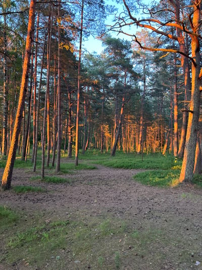 This is a photograph of a pine forest at sunset, located in Meremõisa, Estonia. The trees are tall and slender, with their trunks illuminated by the warm, golden light of the setting sun. The ground is covered with pine needles, cones, and patches of green grass. The sky above is a clear blue, with a few wispy clouds visible. The overall impression is one of tranquility and natural beauty.
