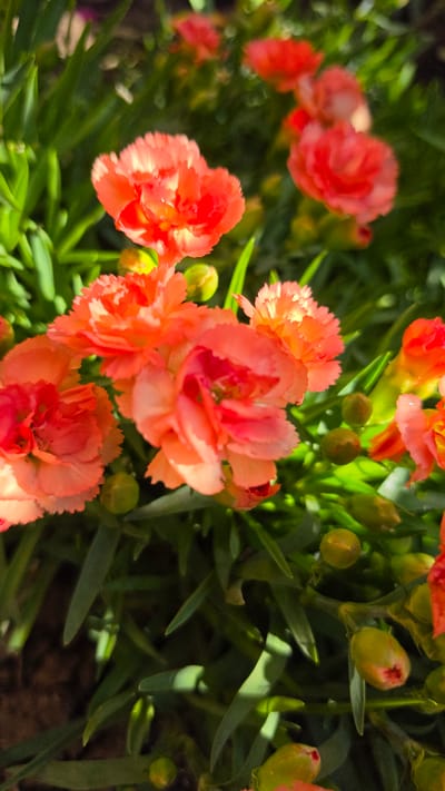 This is a close-up, vertical, medium shot of several blooming carnation flowers in vibrant shades of orange and coral, with hints of red in the centers. The flowers are densely packed, with ruffled petals and some visible buds. The background consists of blurred green foliage and some out-of-focus red flowers. The lighting suggests natural daylight, with some dappled shadows creating highlights and depth. The image appears to be taken outdoors in a garden or a natural setting. There are no people, animals, or man-made structures visible in the frame. The scene is purely focused on the botanical subject.