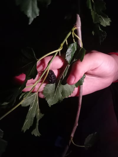 A hand is holding a single black mulberry fruit and a branch with green leaves. The background is dark, suggesting nighttime or a dimly lit environment. A red string bracelet is visible on the wrist of the person holding the fruit. The image appears to have been taken in Elizaveta, Moldova.