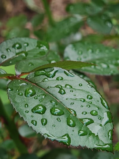 A close-up photograph depicts several green leaves covered with numerous clear water droplets, presumed to be located in Tsarev Brod, Bulgaria. The central focus is on a prominent, dark green leaf exhibiting a textured surface with visible veins and sharply serrated edges. Numerous spherical water droplets of varying sizes are distributed across the leaf's surface, reflecting ambient light and showing slight distortion of the underlying leaf pattern. A reddish-brown petiole or stem is partially visible, connecting to the main leaf, with small, reddish thorns present along its structure and at the base of the leaf's serrations. Other out-of-focus green foliage is visible in the background, creating a soft, blurred depth of field. No individuals or man-made objects are present in the frame. The lighting suggests natural illumination.