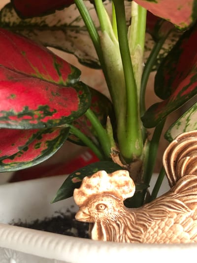 The image shows a close-up view of a potted plant with vibrant red and green leaves, alongside a ceramic rooster figurine. The plant appears to be an Aglaonema, commonly known as Chinese Evergreen. The leaves have a striking pattern of bright red and dark green patches. Several thick, green stems rise from the base of the plant.
The ceramic rooster is light brown with detailed carvings, featuring a comb on its head, a prominent eye, and textured feathers. It is positioned in the foreground, partially obscuring the base of the plant and the pot's rim. The pot itself is white and has a slightly textured or ribbed exterior visible along the top edge. The soil within the pot is dark and appears moist.
The background is softly blurred, suggesting the photograph was taken indoors, possibly in a residential setting. The lighting is soft, with no harsh shadows, indicating ambient light conditions. No people are visible in the image. The overall scene evokes a sense of domestic decoration, with the plant and figurine serving as decorative elements. The specific location in the city of Пионерский, Russia, is not discernible from the visual information provided in the image.
