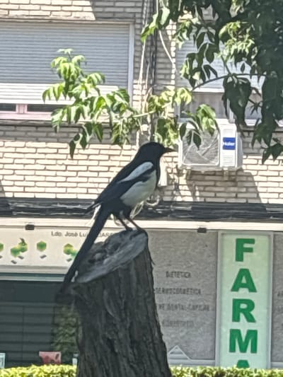 The image shows a bird perched on a tree trunk, with a building in the background. The bird is black and white and appears to be a magpie. The building has a brick facade and a sign that reads "FARM" in large green letters. There is also an air conditioning unit mounted on the building. The scene appears to be set in a town or city, possibly in Spain given the location context. The lighting suggests it is daytime. The overall impression is a candid snapshot of urban wildlife. There is also some text visible on a sign below the "FARM" sign, but it is too blurry to read. The image is a bit blurry and low resolution.
