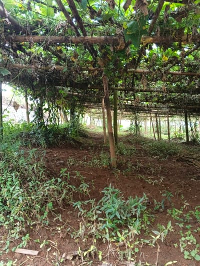 A lush, green canopy extends over a series of wooden support structures. The ground beneath is covered in patches of soil, some areas bare, others populated by small green plants. Wooden posts support the canopy structure, which seems to be a vineyard or trellis system. The environment appears to be a garden or agricultural setting.