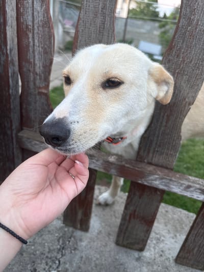 In Manole, Bulgaria, a person's hand with light skin and a black beaded bracelet gently pets a light-colored dog's snout through a rustic wooden fence. The dog, with dark eyes and a black nose, wears an orange collar. The background shows a grassy area and some distant structures.
