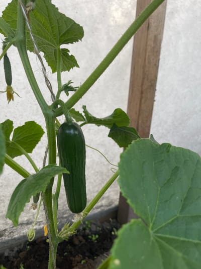 The image displays a close-up view of a cucumber plant growing in what appears to be a greenhouse or covered garden, indicated by the white, translucent material in the background and a wooden support structure. The plant features several green leaves, stems, and developing cucumbers. A prominent, dark green cucumber hangs from a stem, showing subtle ridges along its length. Above and to the left of this main cucumber, a smaller, immature cucumber is also visible. Yellowish cucumber flowers are present, some wilting, suggesting pollination has occurred or is in progress. The plant is supported by a string or twine. The ground beneath the plant is dark soil, with some small green sprouts visible. The overall scene is one of healthy plant growth, likely in an urban or suburban garden setting within the city of Jelgava, Latvia, given the prompt's context. There are no people or animals present in the image.